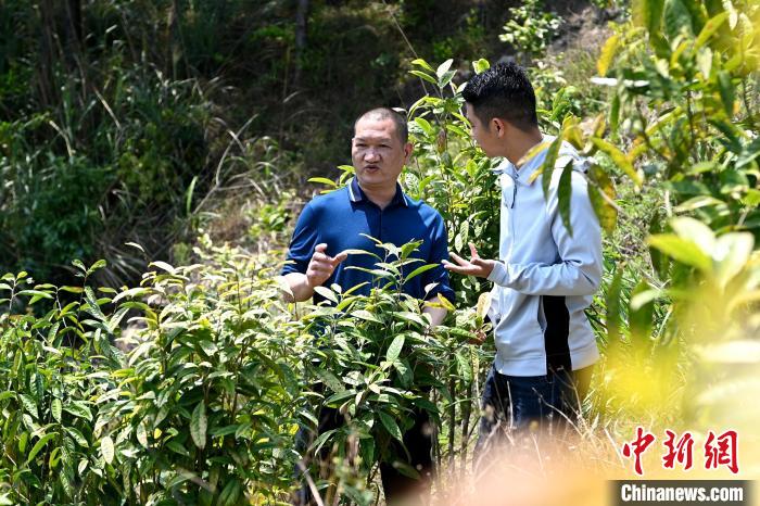 張高漢向參訪者介紹金花茶種植情況?！埥鸫?攝